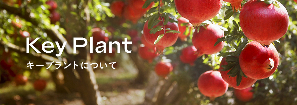 Key Plantキープラントについて